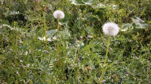 野草の中にたんぽぽ発見