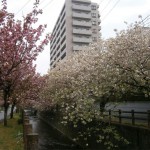 中野川の八重桜