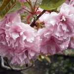 中野川の八重桜