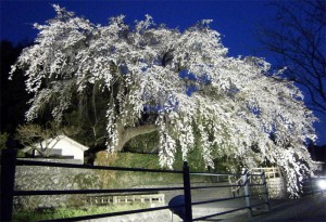 撮影日：平成２３年４月５日 19:00