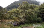 近くの河川遊歩道