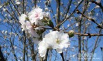 三隈川の桜が満開