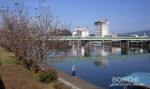 三隈川の桜