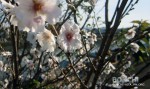 三隈川の桜