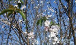 三隈川の桜