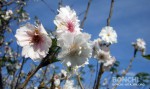 三隈川の桜