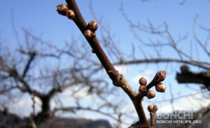 大久保台梅林公園0130_04