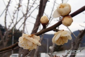 開花している梅の花発見