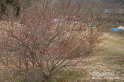 紅梅の開花