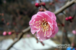 紅梅の開花