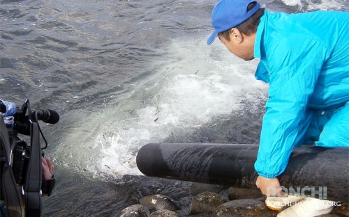 第1回稚鮎の放流