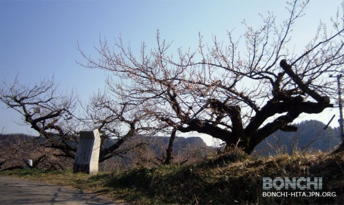 大久保台梅園