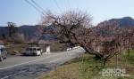 大久保台梅園