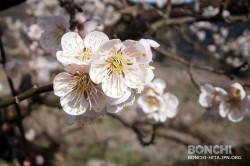 満開を迎えた大久保台梅園