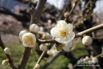 満開を迎えた大久保台梅園