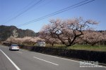 満開を迎えた大久保台梅園