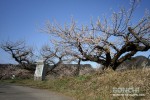 満開を迎えた大久保台梅園