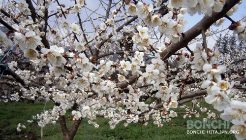 3月24日大久保台梅園