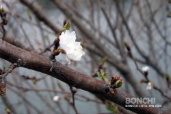 三隈川の四季桜が開花