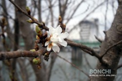 三隈川の四季桜が開花