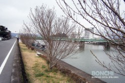 三隈川の四季桜が開花