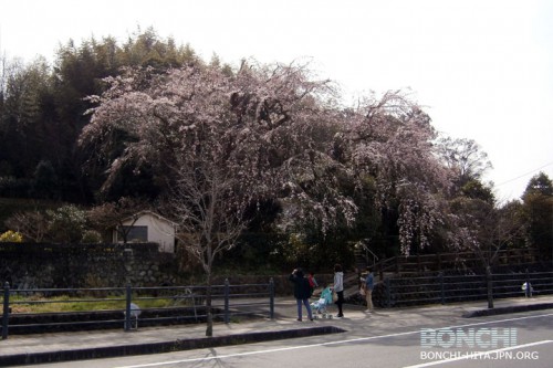 大原大しだれ桜