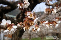 大久保台梅園4月2日