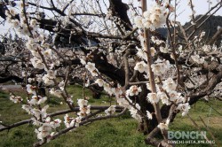 大久保台梅園4月2日