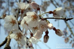 大原大しだれ桜