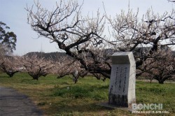 大久保台梅園4月2日