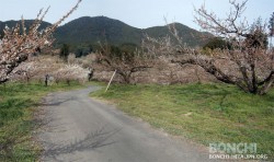 大久保台梅園4月2日