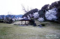 豊後・大山ひびきの郷の桜