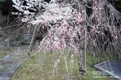 豊後・大山ひびきの郷の桜