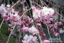 豊後・大山ひびきの郷の桜