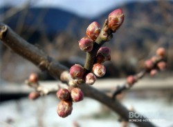 1月28日大久保台梅園