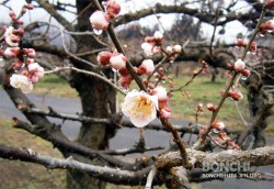 2月15日大久保台梅園