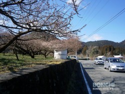 おおくば台梅園2月20日-1