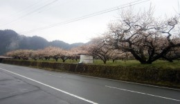 イベント後、一気に開花