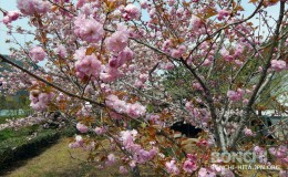 同じ日の近くの桜