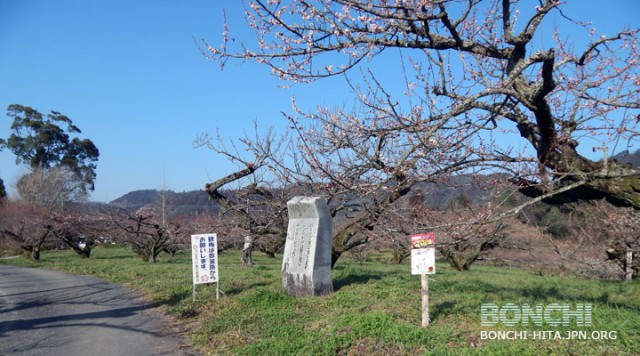 おおくぼ台梅園