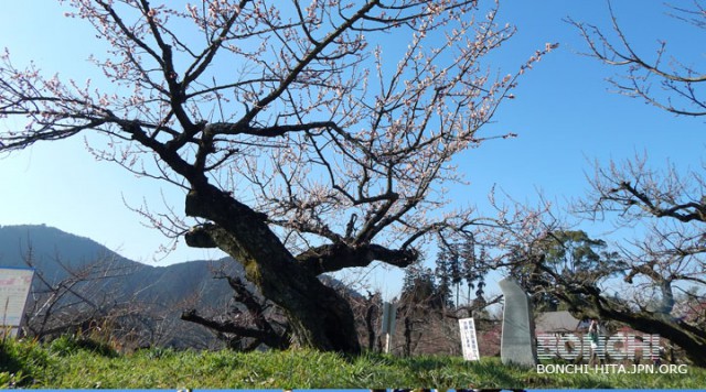 おおくぼ台（3月2日）