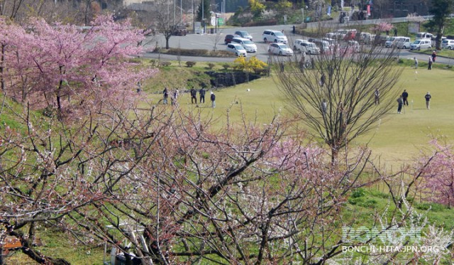 梅の花の向こうにはサクラ！