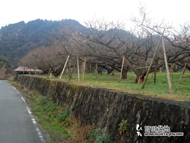 メイン会場で花が目立つようになりました