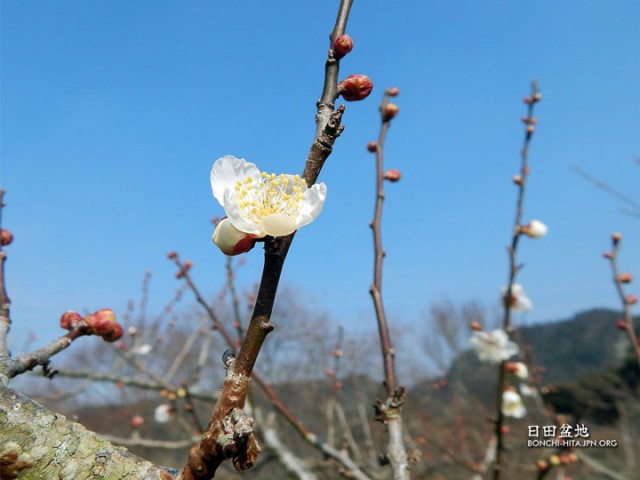 花が目立つようになりました