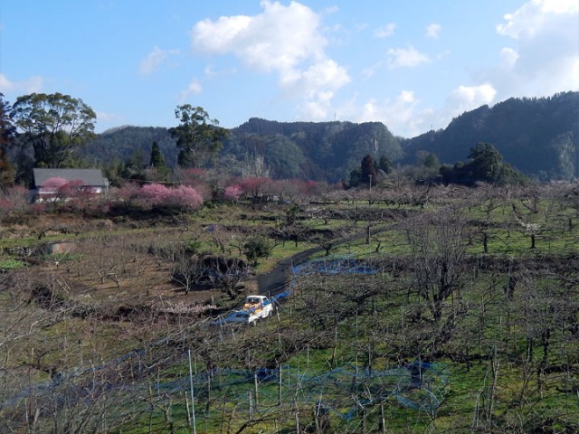 2月21日おおくぼ台梅園