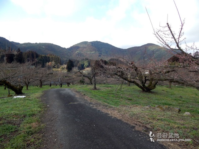 全体では1部咲きというところ