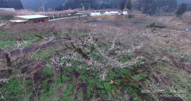 おおくぼ台梅園（2月21日）